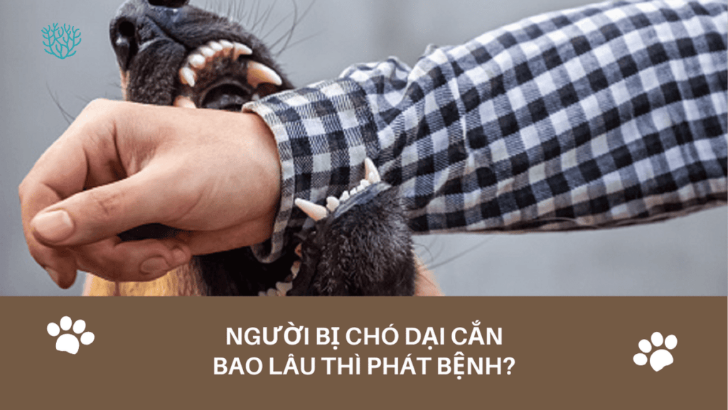 Nguoi Bi Cho Dai Can Bao Lau Thi Phat Benh