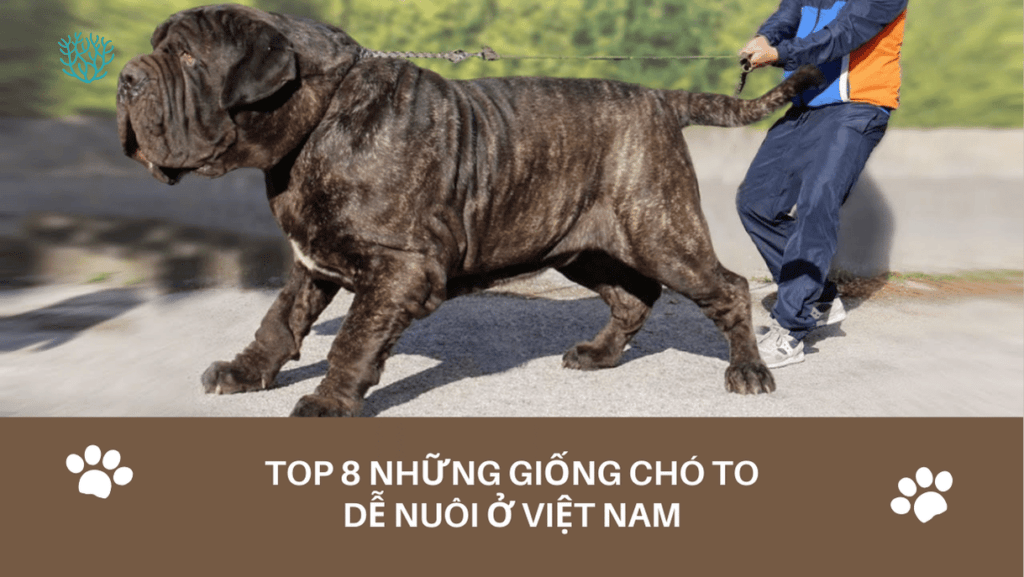 Nhung Giong Cho To De Nuoi O Viet Nam