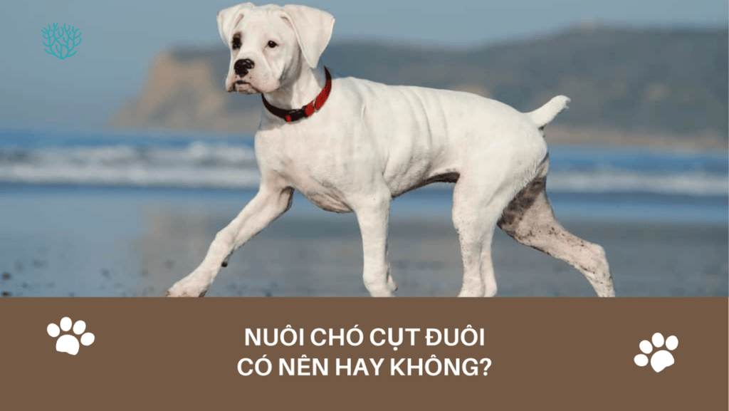 Nuoi Cho Cut Duoi Co Sao Khong