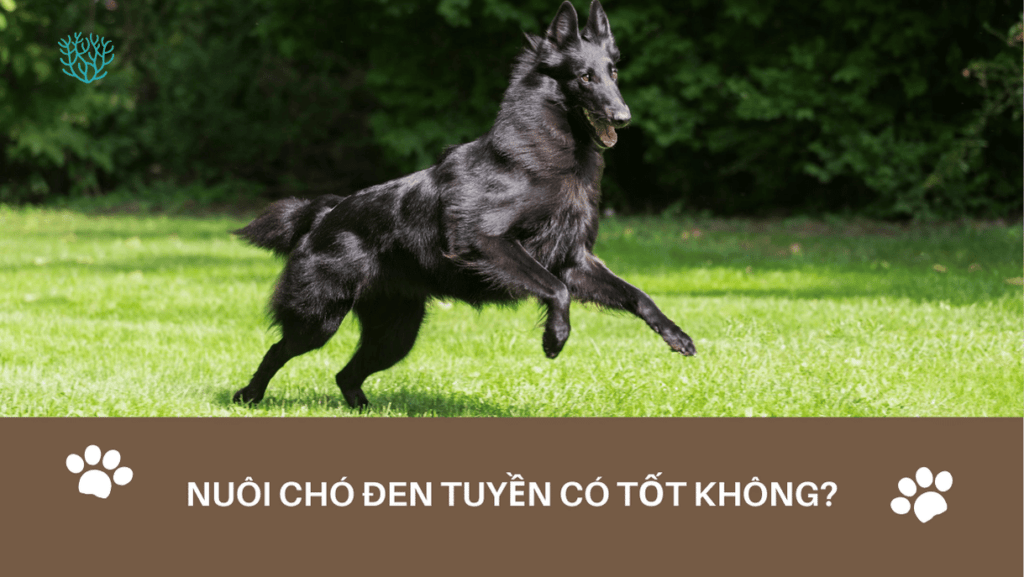 Nuoi Cho Den Tuyen Co Tot Khong