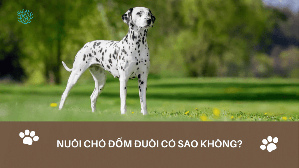 Nuoi Cho Dom Duoi Co Sao Khong