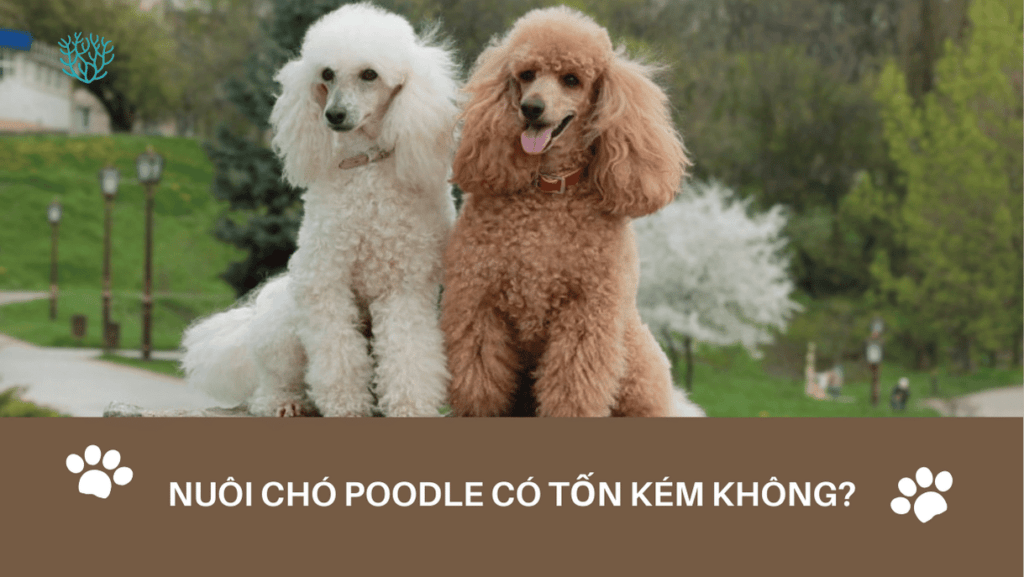 Nuoi Cho Poodle Co Ton Kem Khong