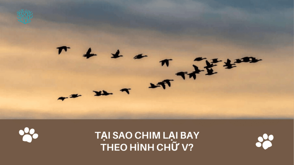 Tai Sao Chim Lai Bay Theo Hinh Chu V