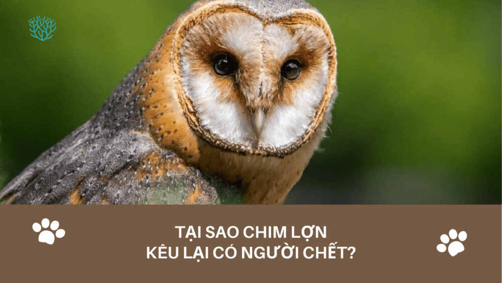 Tai Sao Chim Lon Keu Lai Co Nguoi Chet