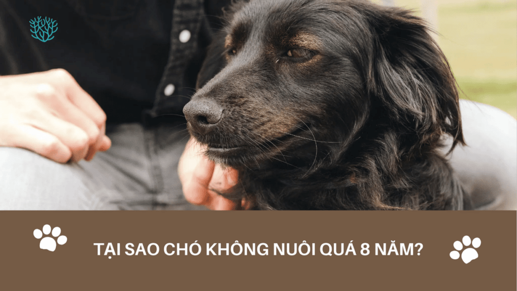 Tai Sao Cho Khong Nuoi Qua 8 Nam