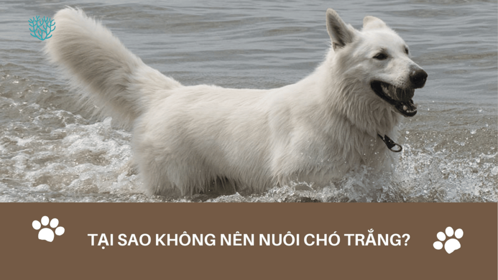 Tai Sao Khong Nen Nuoi Cho Trang