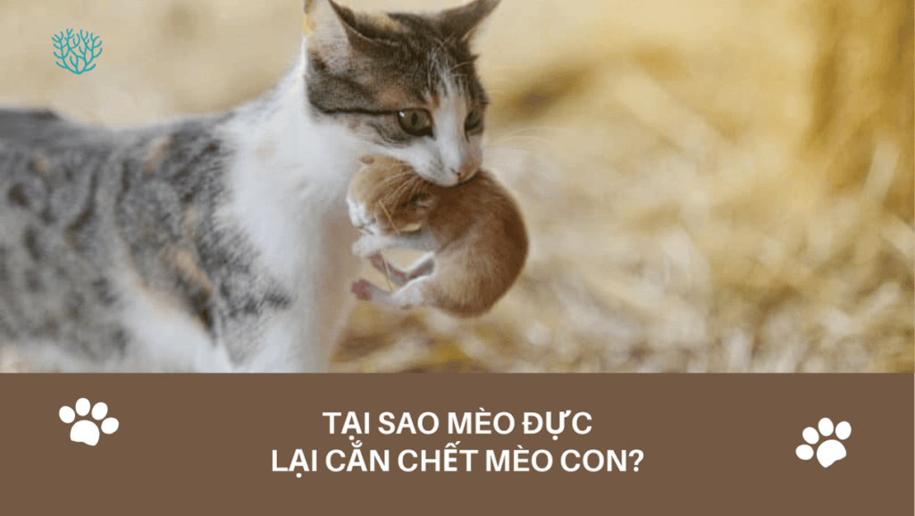 Tai Sao Meo Duc Lai Can Chet Meo Con