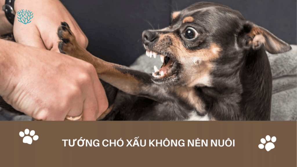 Tuong Cho Xau Khong Nen Nuoi