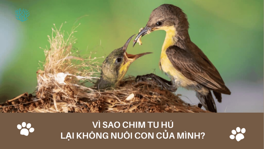 Vi Sao Chim Tu Hu Khong Nuoi Con