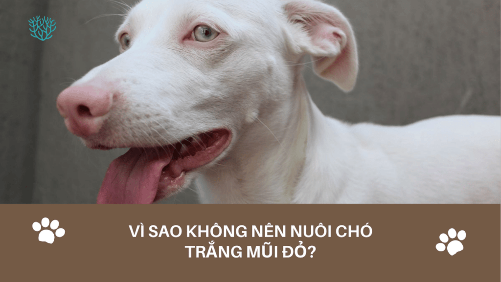 Vi Sao Khong Nen Nuoi Cho Trang Mui Do